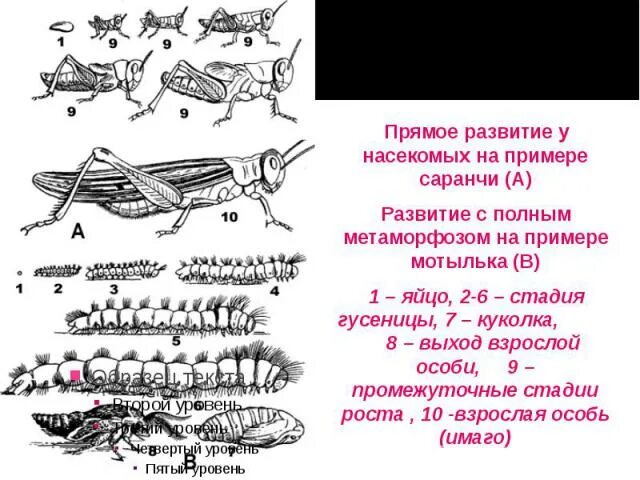 Какое развитие у саранчи. Жизненный цикл саранчи. Цикл развития саранчи схема. Стадии развития саранчи. Этапы развития саранчи.