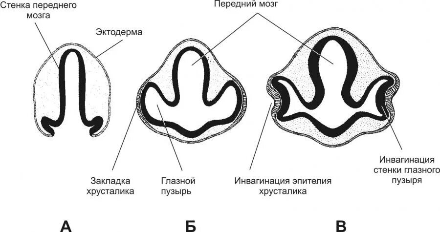 Головной мозг эктодерма. Головной мозг эктодерма