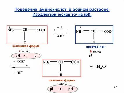 Ph белков