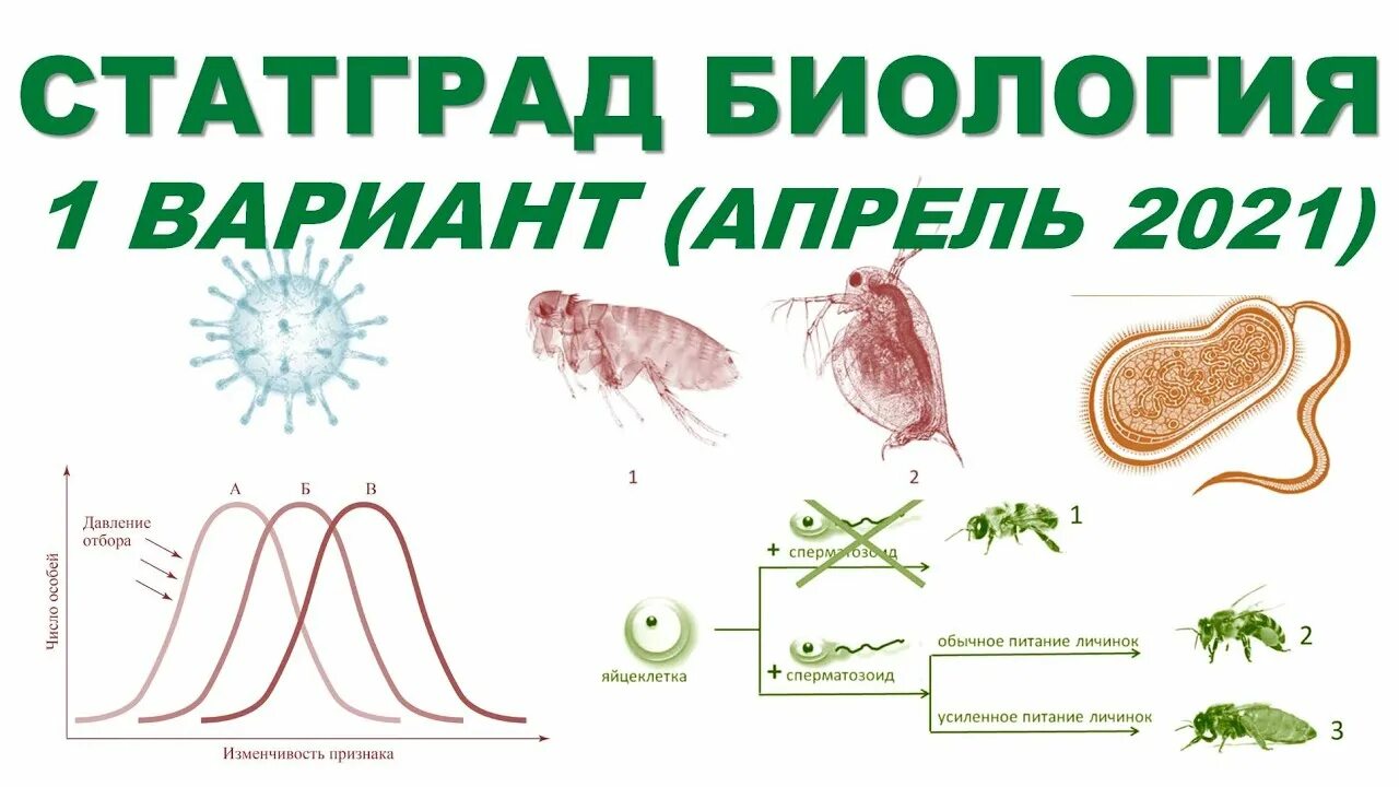 Биология 1 вариант. Статград биология. Статград биология ЕГЭ 2021. Варианта это в биологии. Огэ по биологии 4 вариант