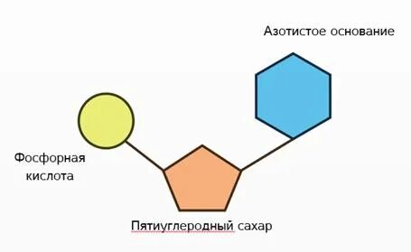Сахар в днк