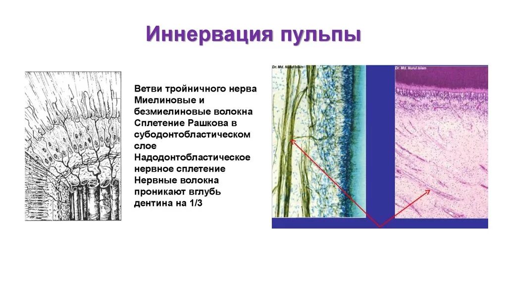 Волокна пульпы гистология. Иннервация пульпы гистология. Кровоснабжение пульпы зуба гистология. Строение пульпы зуба гистология.