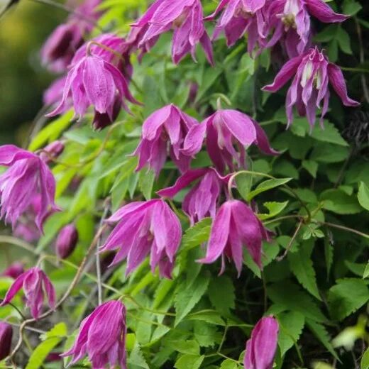 Clematis 'Constance' Clematis, Plants, Perennial plants