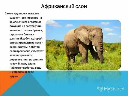 Самое сильное сухопутное животное