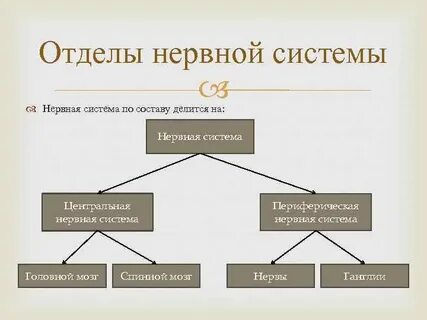 Подразделение нервной системы