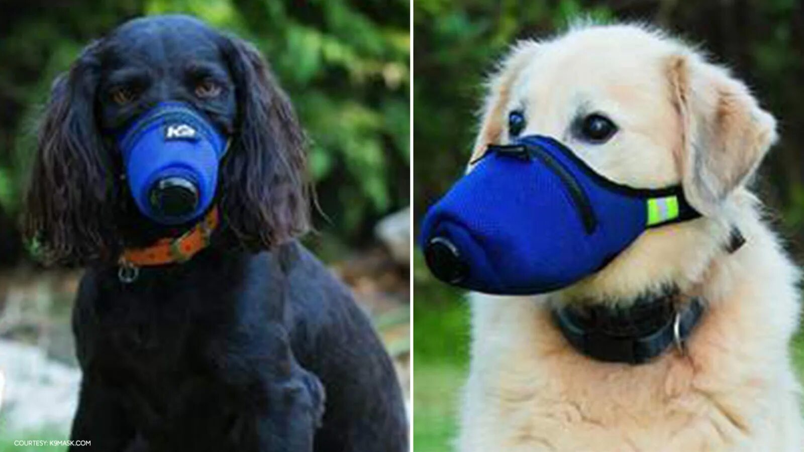 Dog masking. Маска дог дея. Маска для собаки чизуа Хуа. Увлажняющая маска для собаки и кошки.