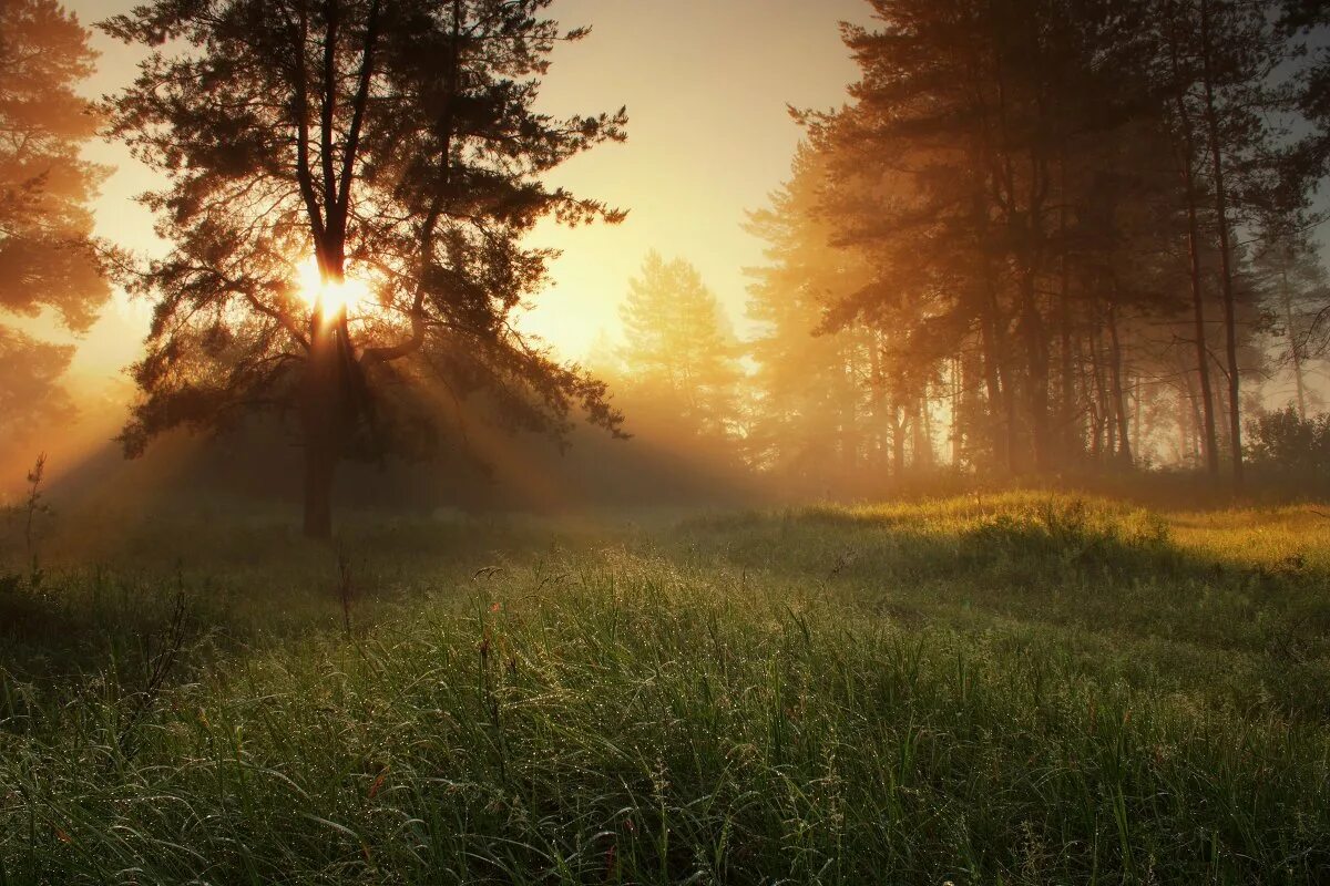 Идешь в лес рано утром если увидишь. Рассвет в лесу. Рассвет солнца. Восход в лесу. Утро в лесу.