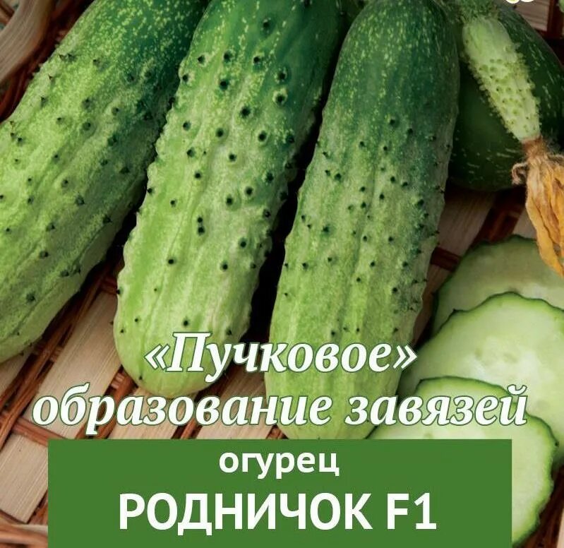 Огурец сорт родничок. Огурец родничок f1. огурцы сорт родничок. огурец родничок плюс f1 а. сорт огурца конкурент.