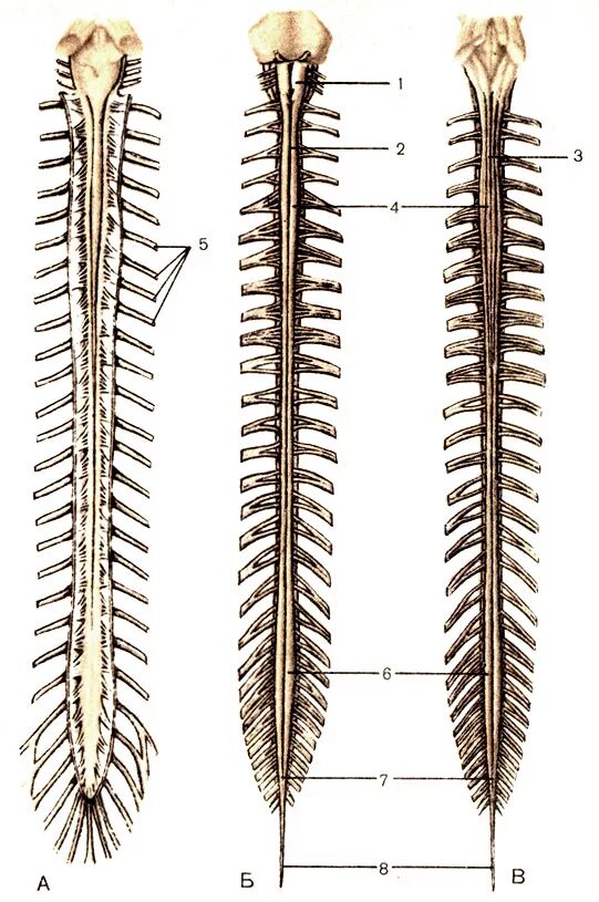 Строение спинного мозга спинной мозг в позвоночном канале.
