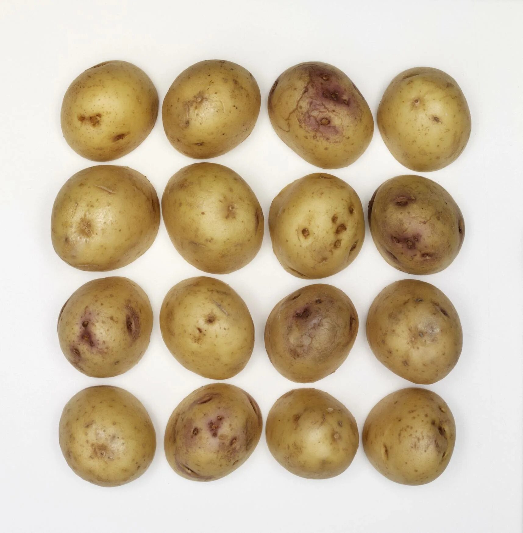 Колобок картофель характеристика отзывы. Картофель семенной Синеглазка. Картофель семенной Колобок. Сорт картофеля Синеглазка. Семенной картофель сорт Колобок.