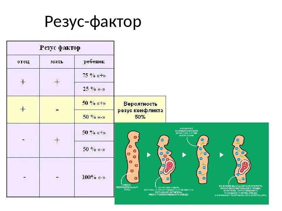 Беременность резус фактор групп. Группа крови и резус-фактор.