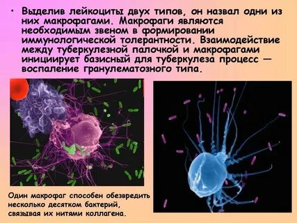 Макрофаги способны