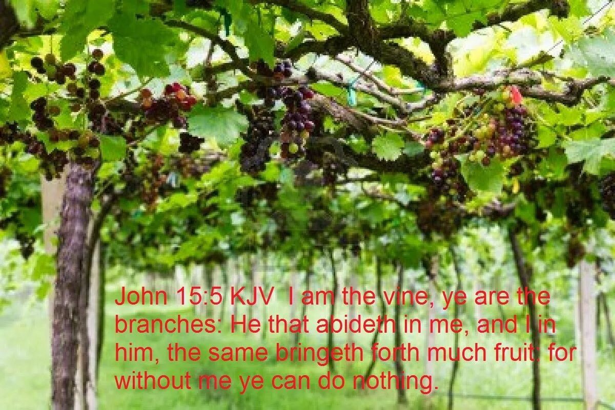 Grape vine