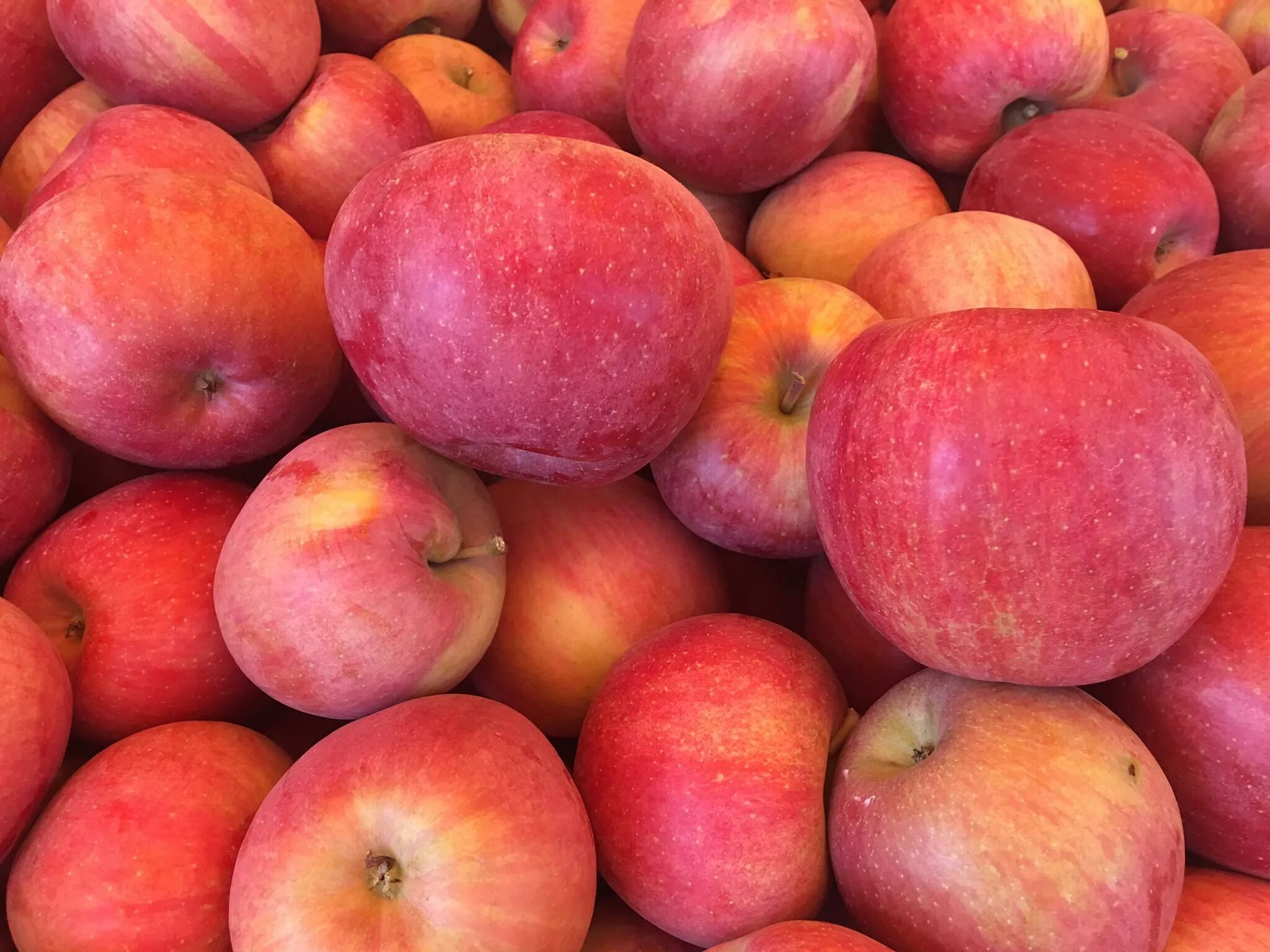 Фуджи описание сорта. Сорт яблок фуджи. Фуджи (сорт яблони) сорта яблони. Фуджи описание сорта. Фуджи (сорт яблони) сорта яблони.