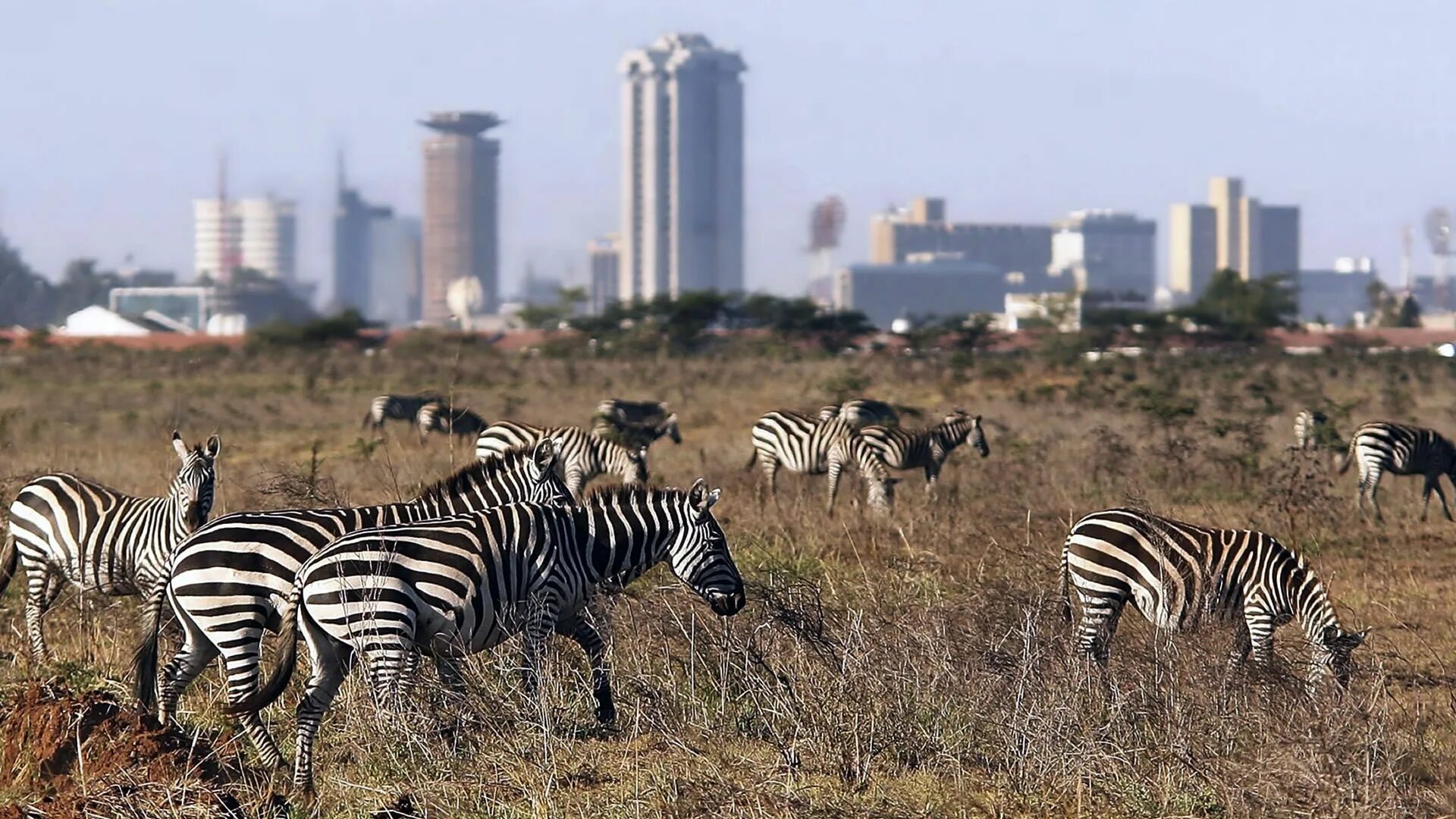 Африканская столица 5. Кения парк Найроби. Национальный парк Найроби в Африке. Найроби (столица Кении). Найроби сафари парк.