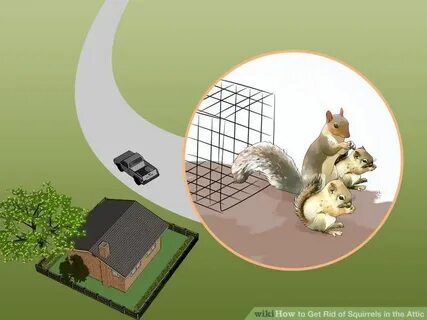 Белка на чердаке