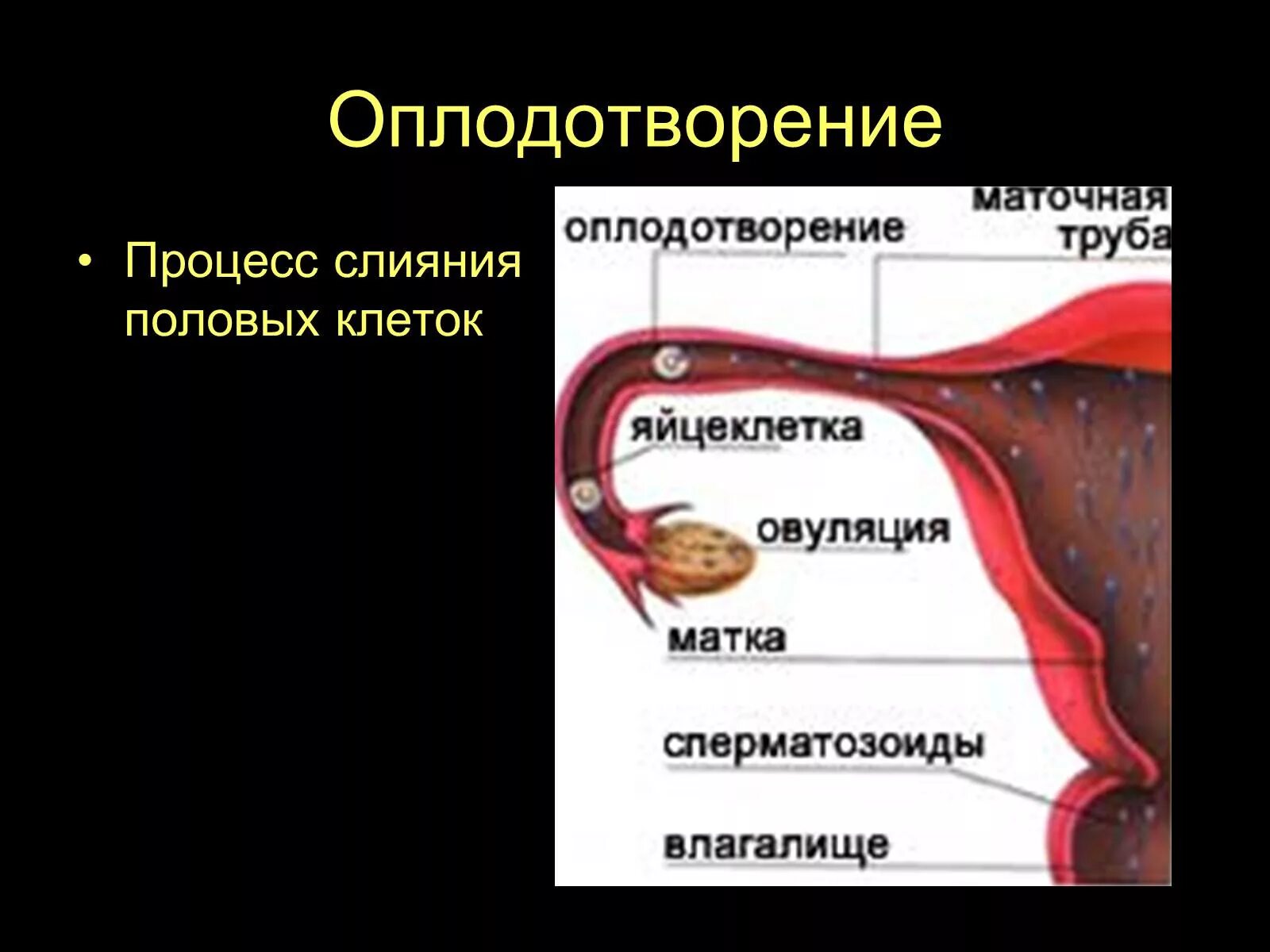 Оплодотворение. Оплодотворение яйцеклетки. Процесс оплодотворения яйцеклетки. Оплодотворение яйцеклетки у человека происходит.