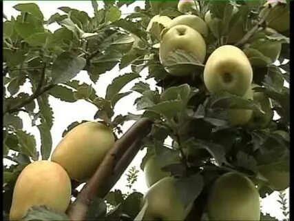 Яблони крыма