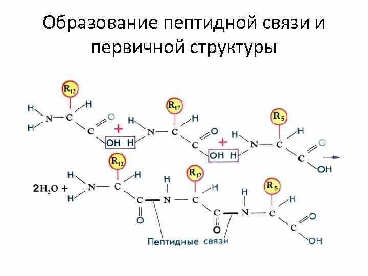 Образование пептидных связей структура белка. Пептидная связь первичная структура. Схема образования пептидной связи в молекуле белка. Структура пептидной связи. Первичная структура пептида и белка.