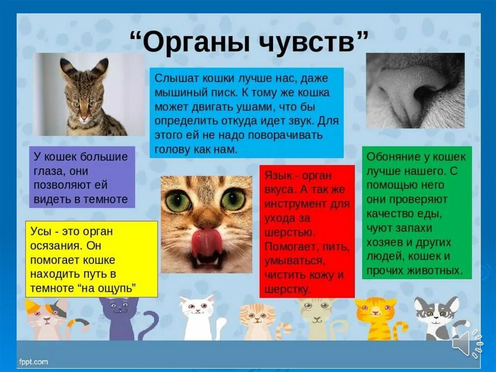 Как действовать кошку. Органы чувств животных. Органы чувств кошачьих. Информация о кошках. Интересные факты об органах чувств животных.