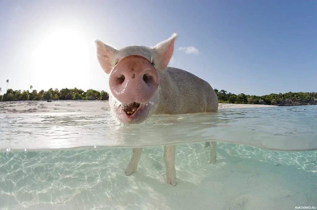 Свинка плавает. Свинья на море. Свинья отдыхает. Свинья на пляже. Свинка на море.