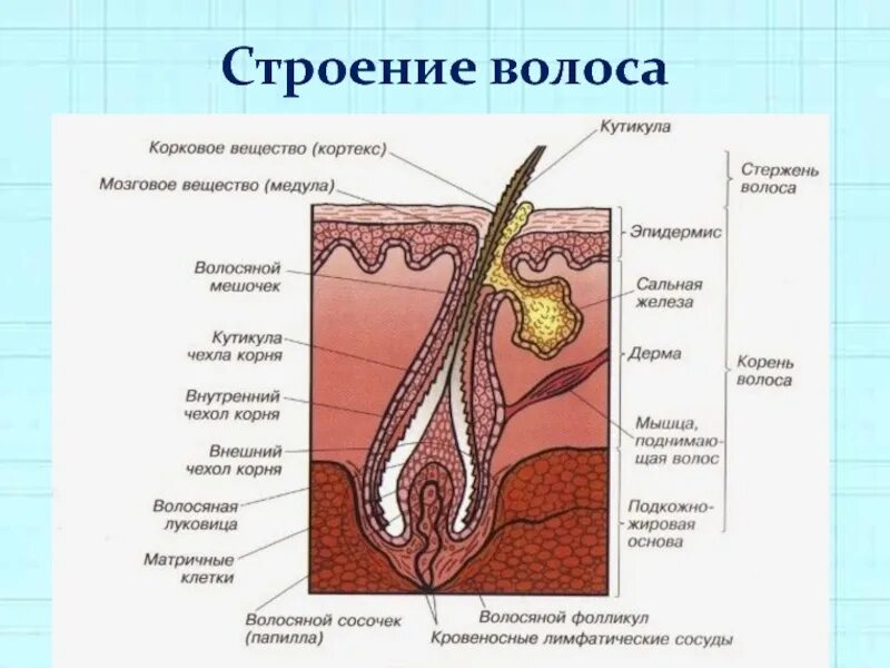 Однороден ли волосяной покров на теле млекопитающего. Строение волосяного фолликула схема. Схема строения стержня волоса. Строение волоса структура волосяного стержня. Схема строения корня волоса.