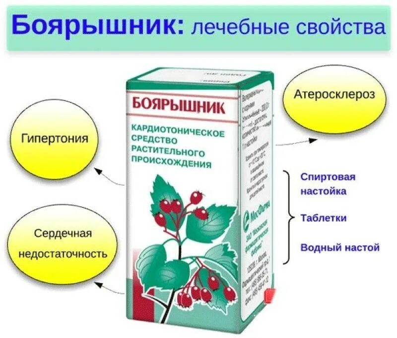 Для чего используется боярышник. Боярышник полезные и лечебные свойства. боярышник от давления высокого. лечебные свойства боярышника. боярышник лечебные св-ва.