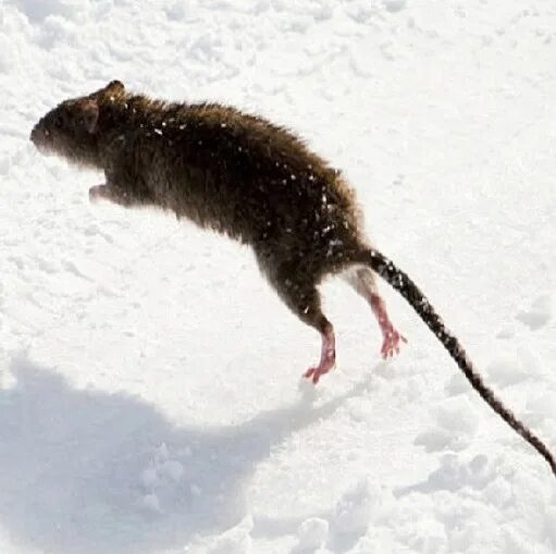 Полевая мышь убегает. Крыса зимой. Крыса в снегу. Крыса прыгает.