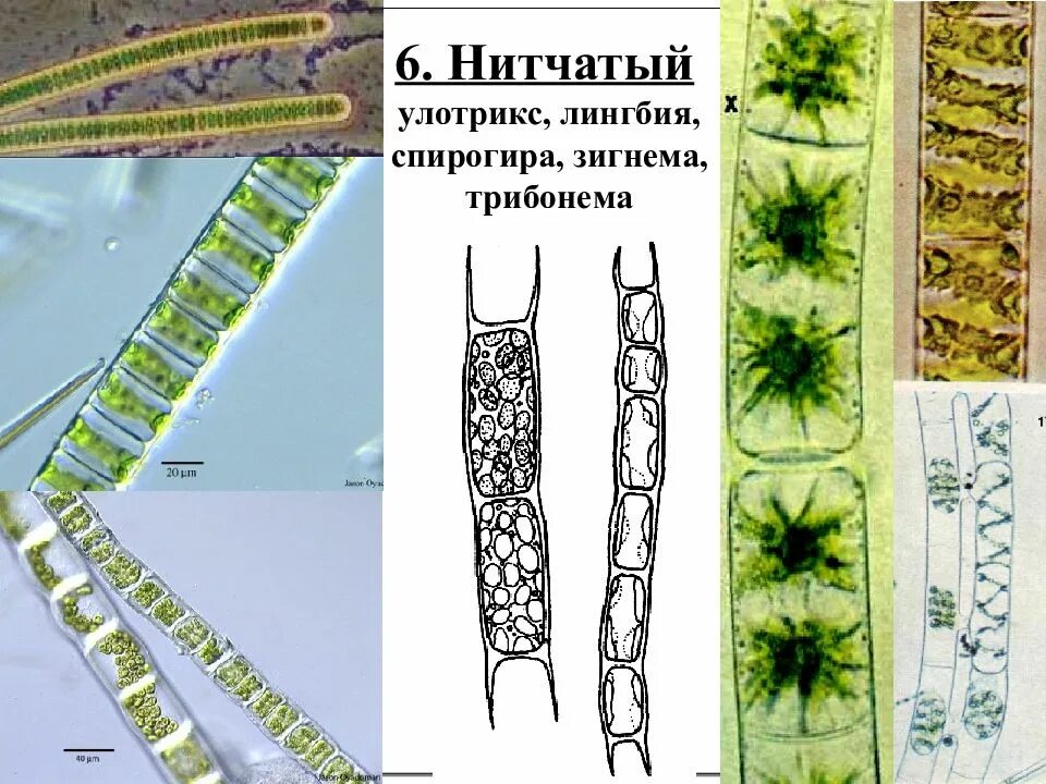 Улотрикс водоросль строение. Нитчатая водоросль улотрикс. Нитчатые водоросли спирогира и улотрикс. Нитчатый таллом улотрикса.