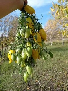 Томат цыпочка характеристика и отзывы фото урожайность