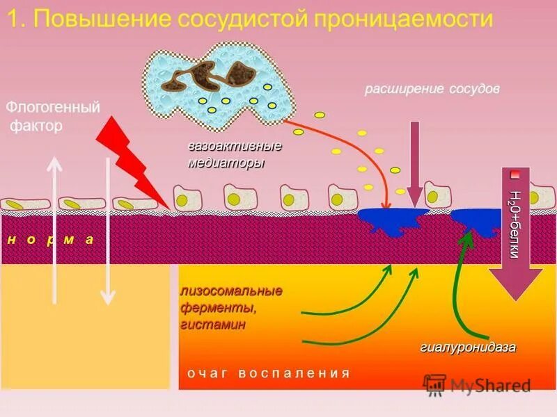 Фермент гиалуронидаза. Бактериальная гиалуронидаза. Гиалуронидаза микробиология. Гиалуронидаза механизм действия. Гиалуронидаза реакция.