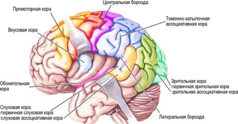 Зрительный центр коры головного мозга