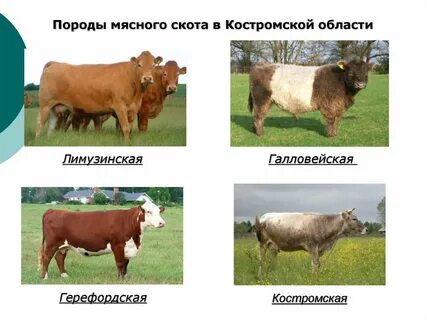 Названия крупного рогатого скота
