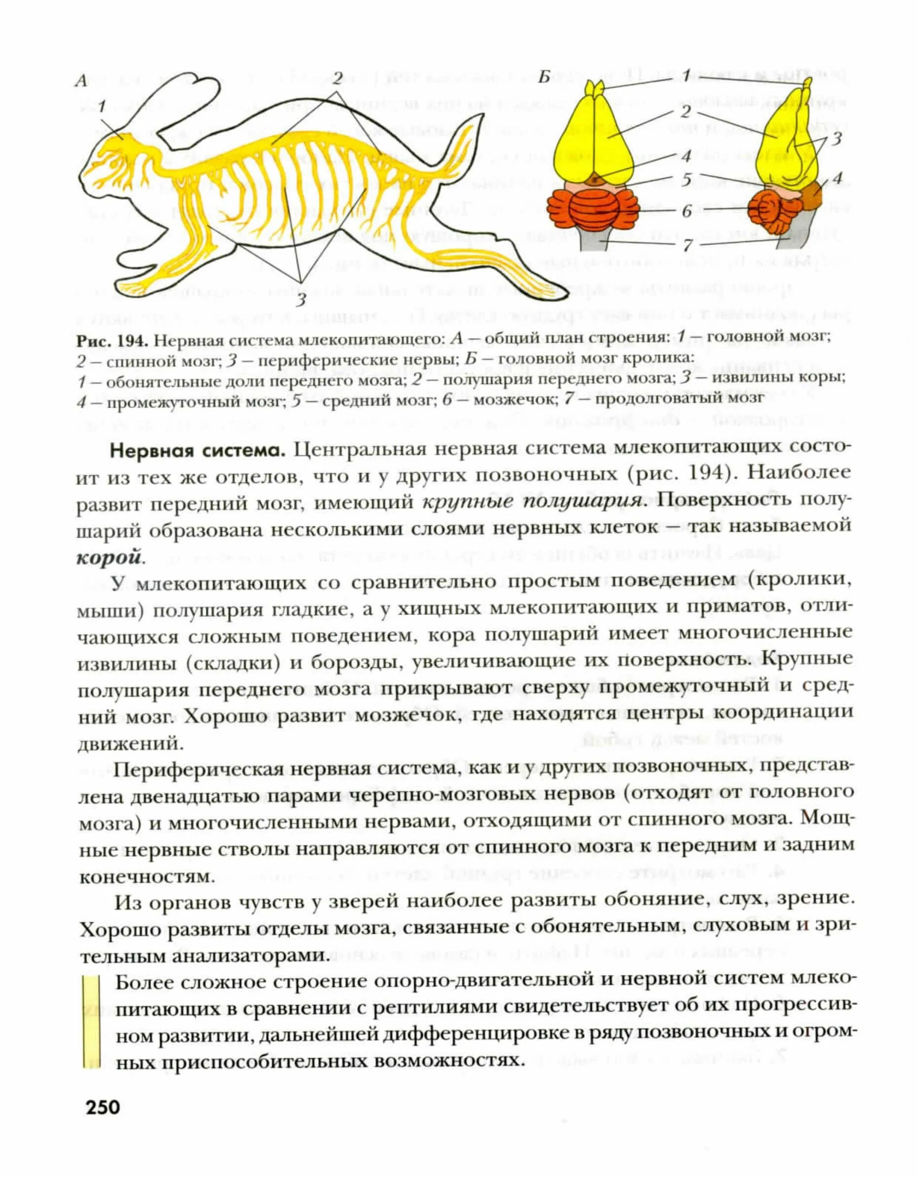 Лабораторная работа внутреннее строение млекопитающих. Строение млекопитающих. Пищеварительная система млекопитающих. Дыхательная система млекопитающих. Дых система млекопитающих.