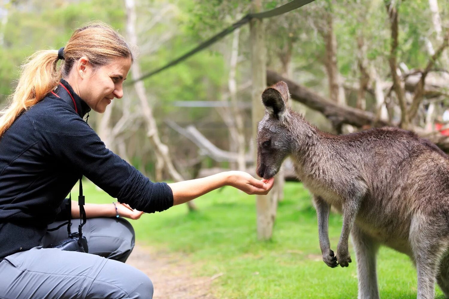 Исполинский кенгуру с человеком. Кангаро кенгуру. Прокоптодон голиаф. Одним из самых известных потомков современных кенгуру. Одним из самых известных потомков современных кенгуру.