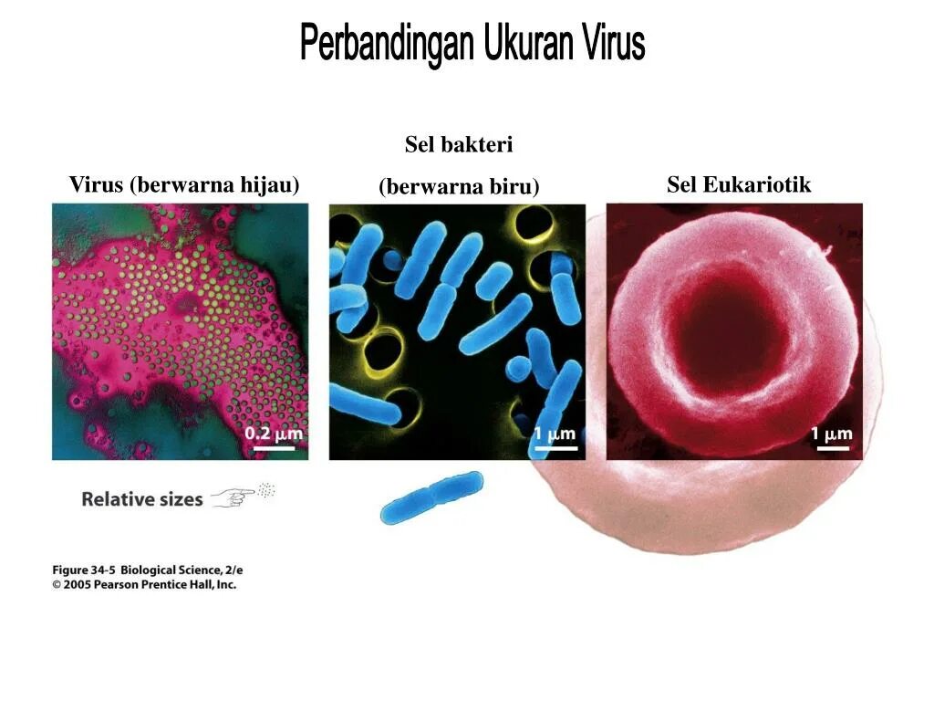 Virus 10. Вирус x33. Бактериологи фото по теме.