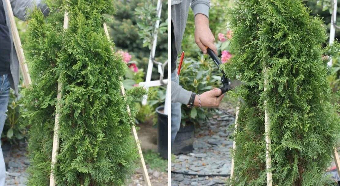 Стрижка туи смарагд. Туя даника стрижка. Туя смарагд можжевельник. Топиарная стрижка туи брабант. Туя смарагд спиралевидная.