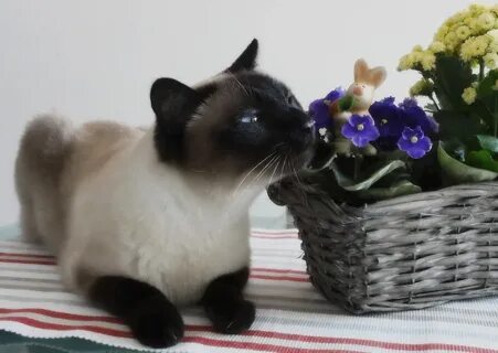 День сиамской кошки