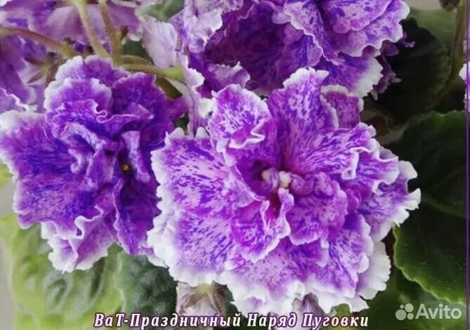 Праздничный наряд пуговки фиалка фото