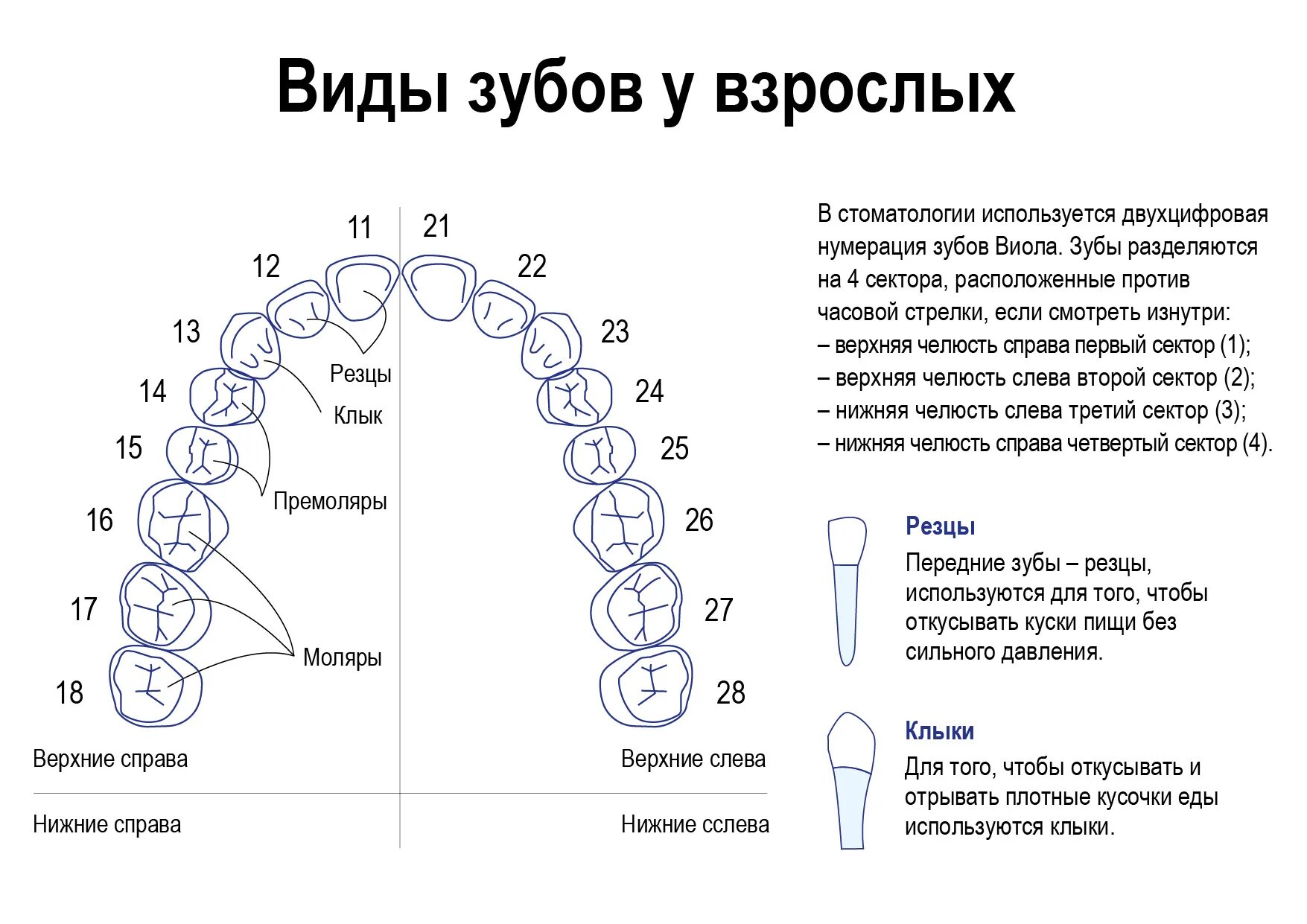 Нумерация зубов в стоматологии схема у взрослых. Номера зубов. Обозначение зубов в стоматологии. Номер зуба в стоматологии. Нумерация зубов в стоматологии схема.