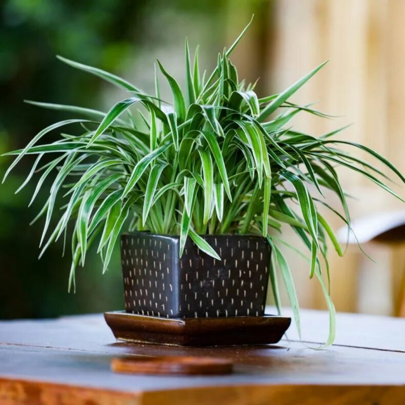 Комнатная картинки. Хлорофитум хохлатый Chlorophytum comosum. Хлорофитум вариегатный. Хлорофитум оушен Бамбино. Хлорофитум полосатый.