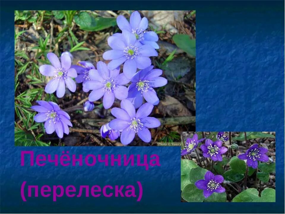 Перелеска печеночница. Печеночница hepatica Merlin. Печеночница красная. Печеночница Владимирская.