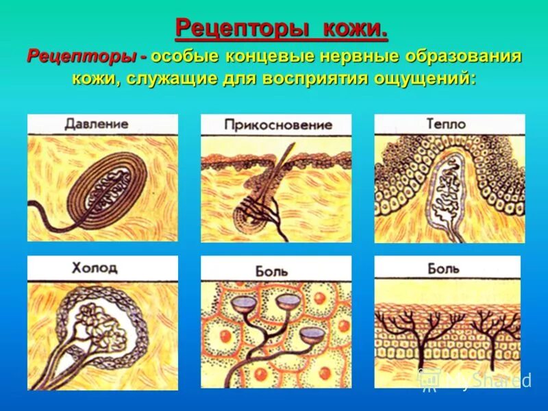 Рецепторы кожи. Типы рецепторов кожи. Рецепторы кожи воспринимают. Рецепторы кожи человека. Какова функция холодовых рецепторов кожи