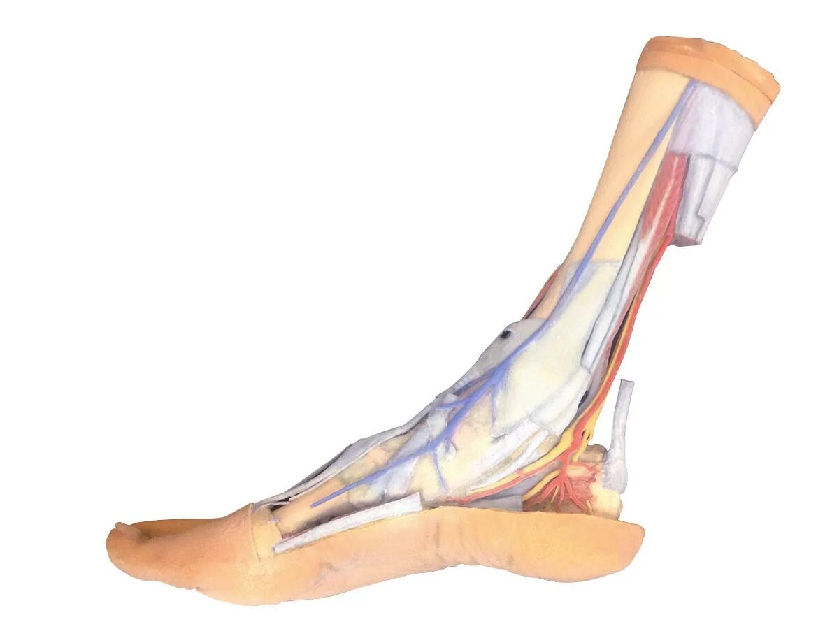 Три отдела ноги. Анатомическая модель ступни. Стопы моделей.