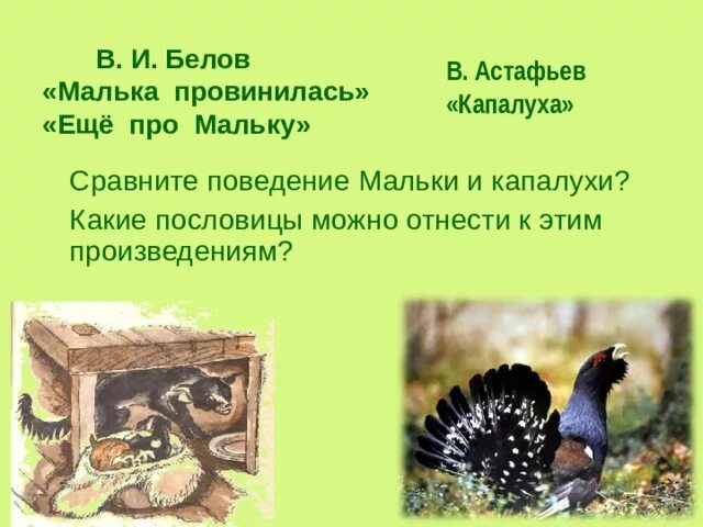 О чем говорит такое поведение капалухи. Литературное чтение 3 класс Астафьев Капалуха. Пословицы к рассказу Капалуха. Рассказ Капалуха Астафьев. Поговорки к рассказу Капалуха.