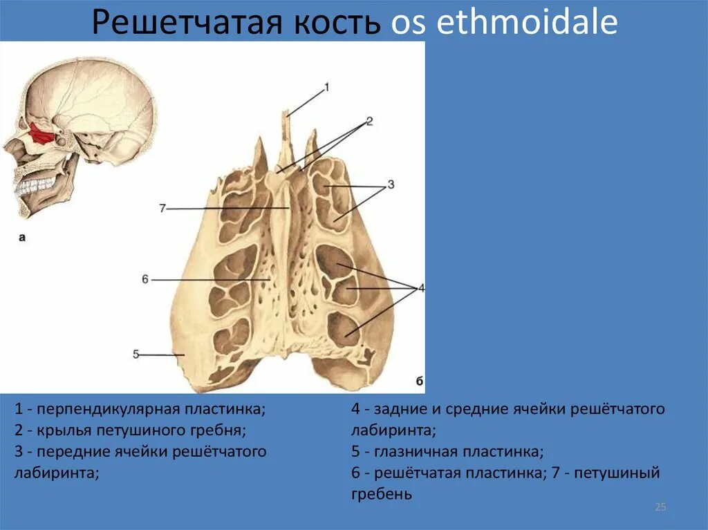 Гребень латынь. Лобная кость. Решетчатая кость. Клиновидная и решетчатая кости. Решетчатая кость воздухоносные ячейки. Решетчатые отверстия решетчатой кости.