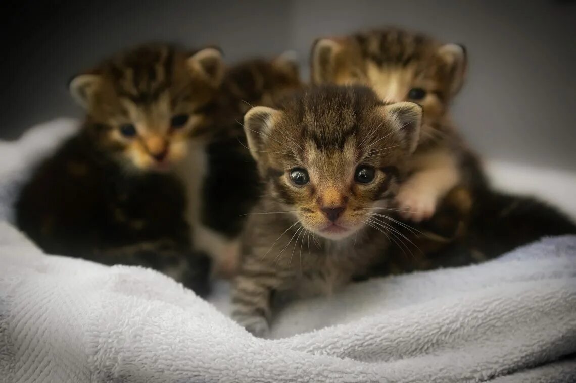 Видеть во сне котят щенят. Маленький котенок. котята. котята открывают глаза. скрещивание кошек.