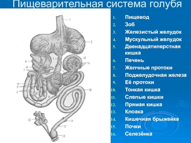 Пищеварительная система птицы голубь. Схема пищеварительной системы голубя. Строение пищевода голубя. Отделов пищеварительной системы голубя. Что находится в мускульном желудке птицы