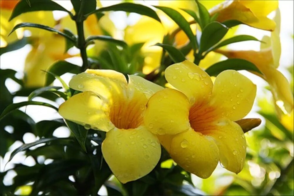 Желтый комнатный цветок название. Алламанда грандифлора. Алламанда слабительная. Алламанда олеандролистная.