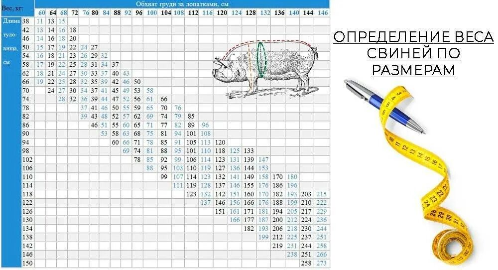 Таблица измерения поросят живым весом. Таблица по определению веса свиней. Таблица взвешивания поросят живым весом. Таблица замера поросят живым весом. Измерение свиней